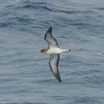 Cory's Shearwater